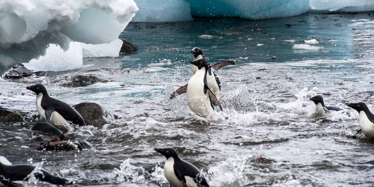 Antarctic